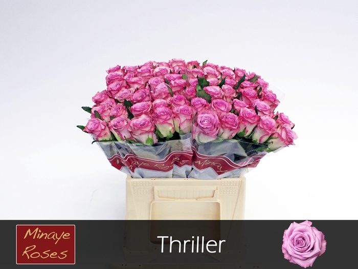 <h4>R GR THRILLER</h4>