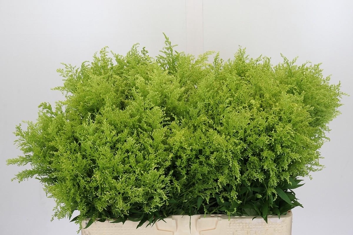 <h4>Solidago Tara Gold</h4>