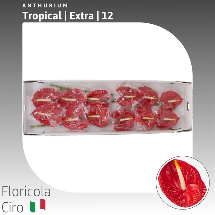 Anthurium Tropical