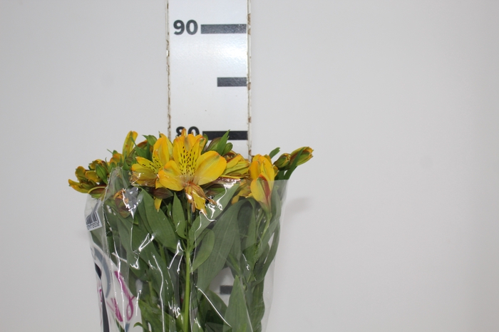 <h4>ALSTROEMERIA SENNA 080 CM</h4>