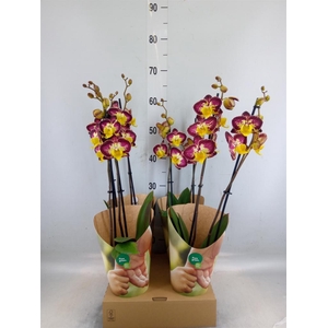 Phalaenopsis   ...yellow