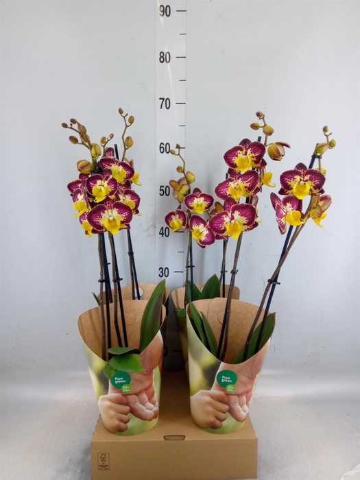 <h4>Phalaenopsis   ...yellow</h4>