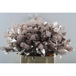 Skimmia Klb Champagne