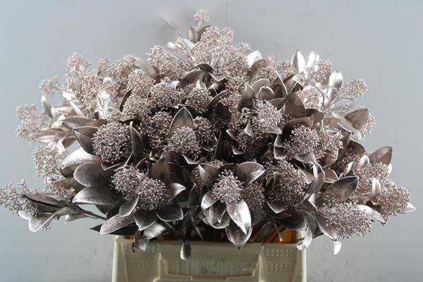 <h4>Skimmia Klb Champagne</h4>