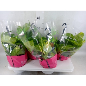Epipremnum pinn.   HG