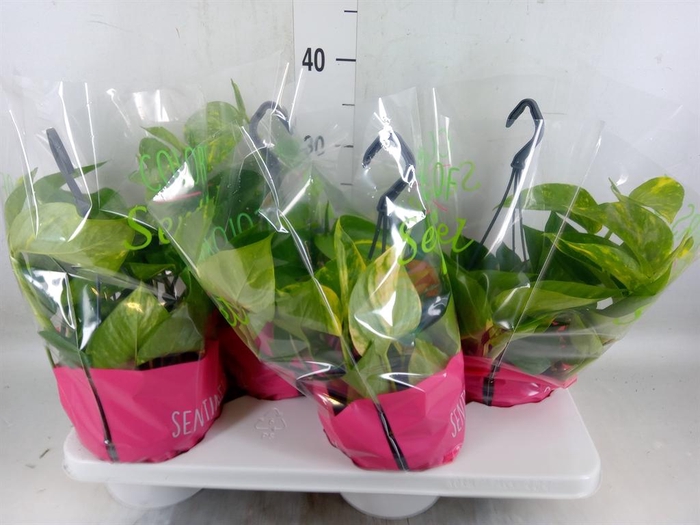 <h4>Epipremnum pinn.   HG</h4>