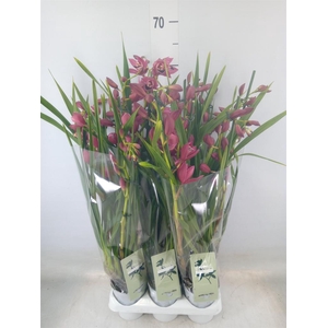 Cymbidium   ...