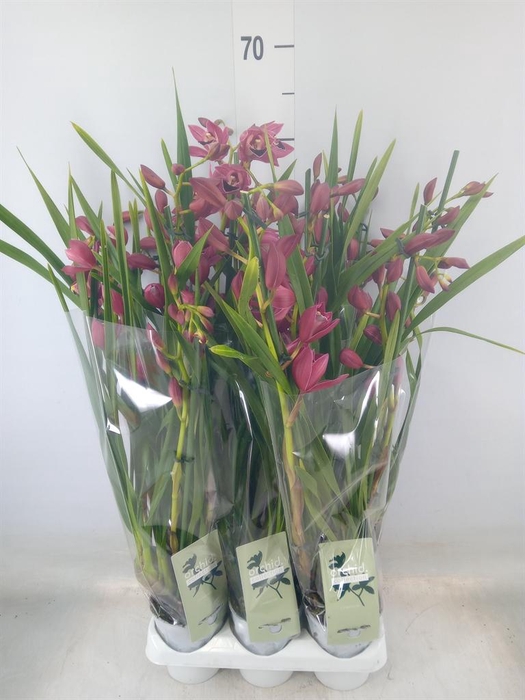 <h4>Cymbidium ...</h4>