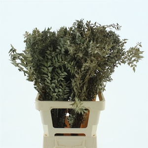 Pres Ruscus Natural Brown Per Stem