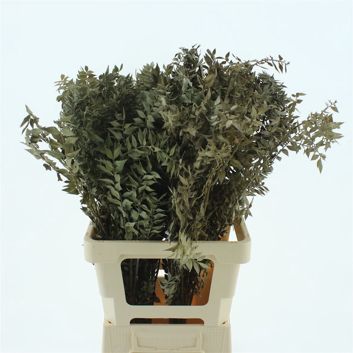 Pres Ruscus Naturel (5 Stems P Bunch)