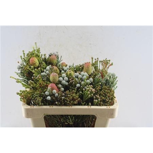 Kaaps Cone Mix Gemengd In Bos