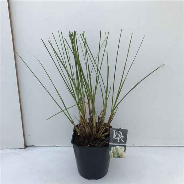 <h4>Cortaderia selloana</h4>