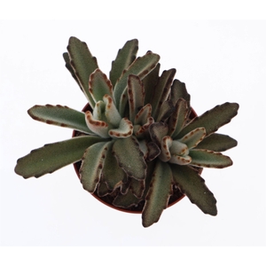 Kalanchoe NF   ...