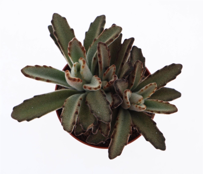 <h4>Kalanchoe NF   ...</h4>