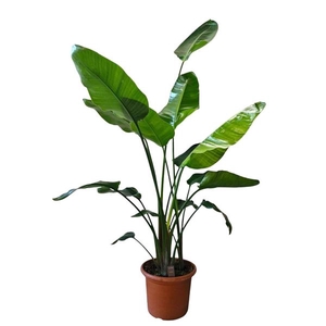 Strelitzia Nicolai 35 cm