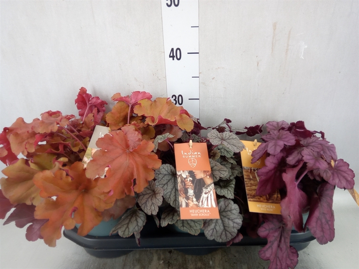 <h4>Heuchera  'Indian Summer'   ...mix</h4>