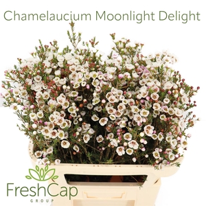 Chamelaucium Moonlight Delight