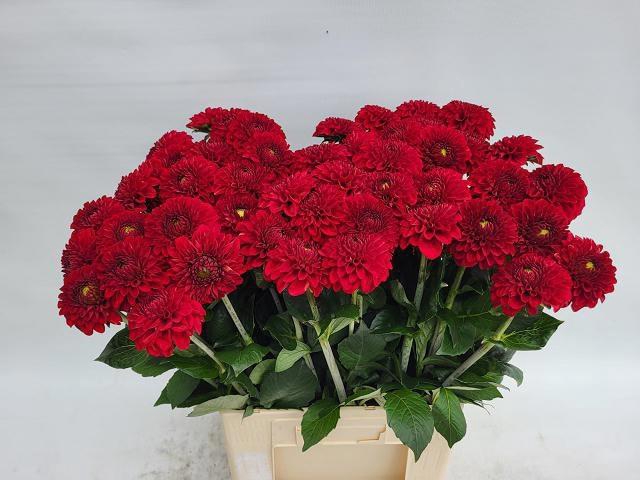 <h4>DAHL RED FOX</h4>