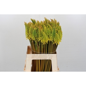 KNIP EYCONE YELLOW