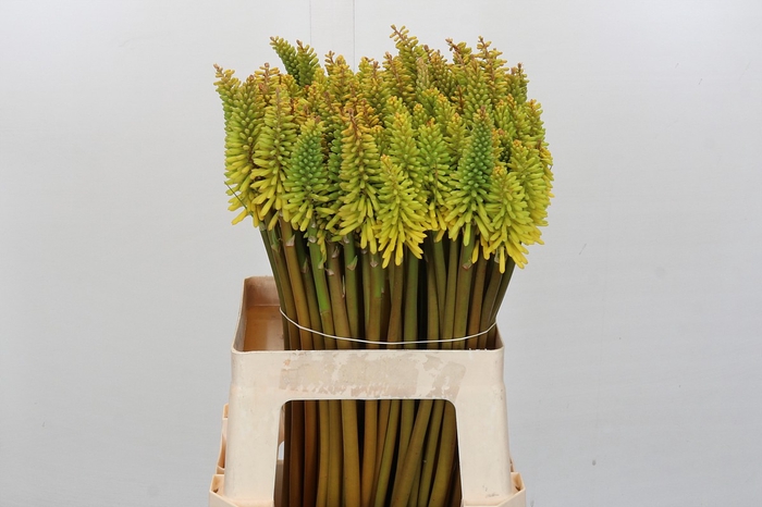 <h4>Kniphofia Eycone Yellow</h4>