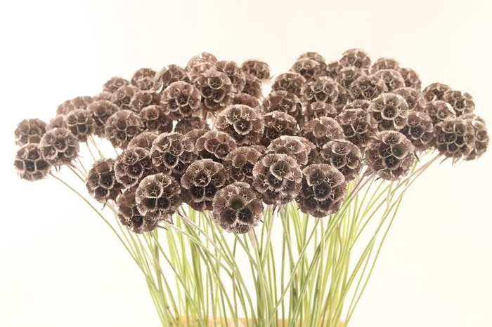 <h4>Scabiosa St Klb Champagne</h4>