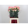 Dianthus St Spritz