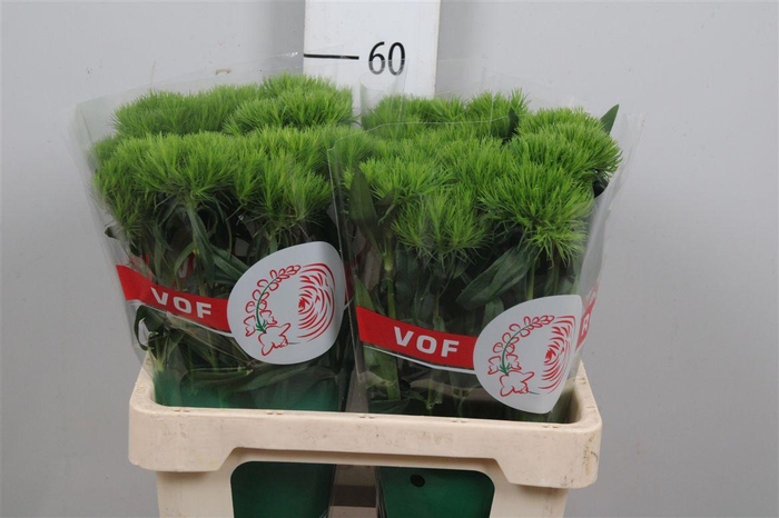 <h4>Di Barb Green Wicky</h4>