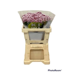 Di Barb Kiwi Maroon 50cm Exclusive