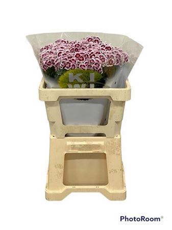 <h4>Di Barb Kiwi Maroon 50cm Exclusive</h4>