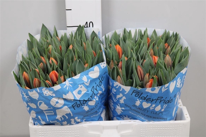 <h4>Tu En Prinses Irene</h4>