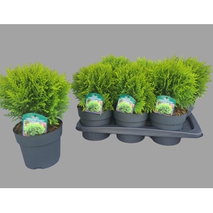 Thuja occidentalis 'Danica'