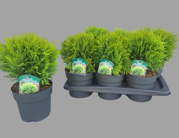 <h4>Thuja occidentalis 'Danica'</h4>