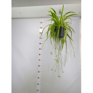 Chlorophytum com. 'Variegatum'