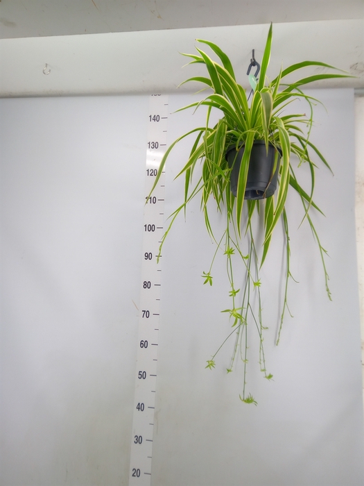 <h4>Chlorophytum com. 'Variegatum'</h4>