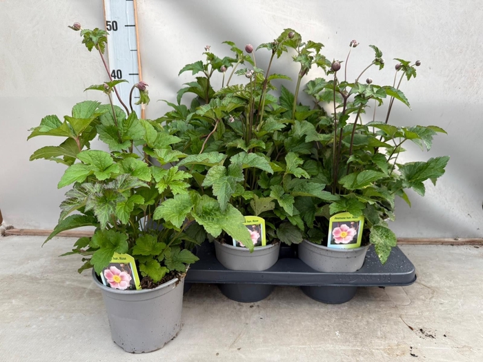 <h4>Anemone hybrida 'Mont-rose'</h4>