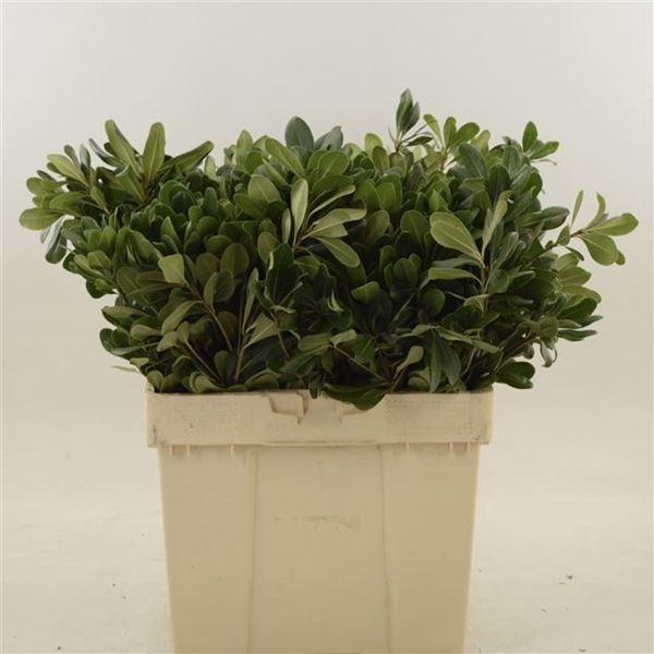 PITTOSPORUM NURIT