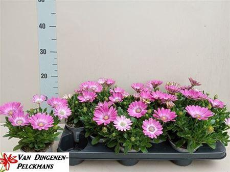 <h4>Osteo Fp Pink Orbit</h4>