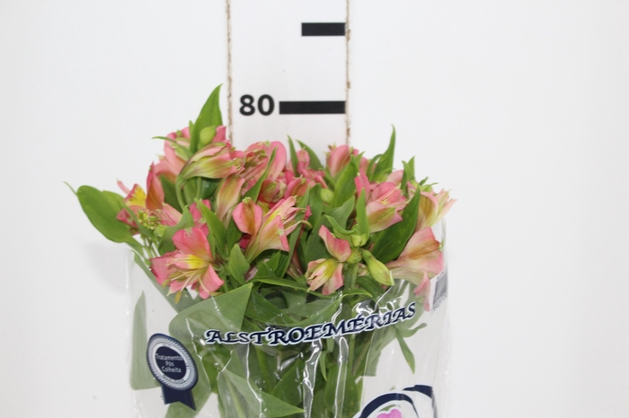 <h4>ALSTROEMERIA MODENA 080 CM</h4>