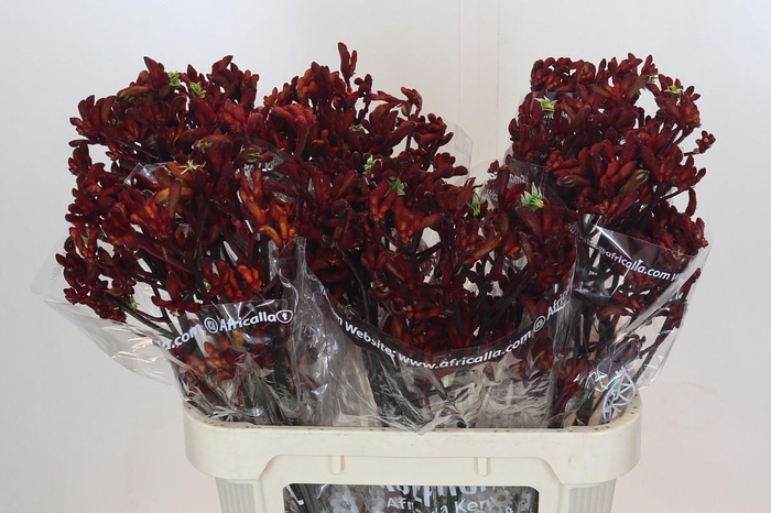 <h4>Anigozanthos Early Spring</h4>