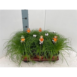 Cyperus alternifolius Zumula met voetbal items bijstekers oranje