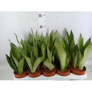 Sansevieria trifa. 'Moonshine'