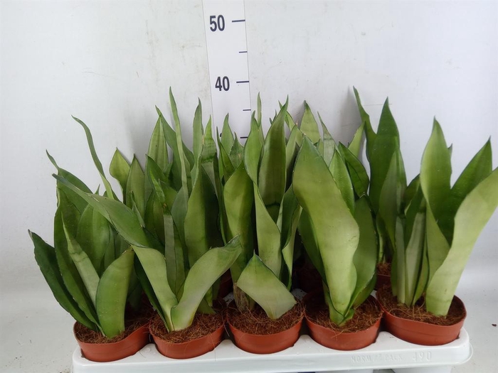 <h4>Sansevieria trifa. 'Moonshine'</h4>