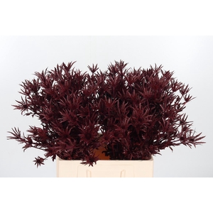 Eryn Orion Kl Bh Bordeaux