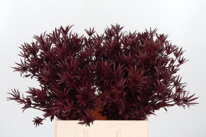 <h4>Eryn Orion Kl Bh Bordeaux</h4>