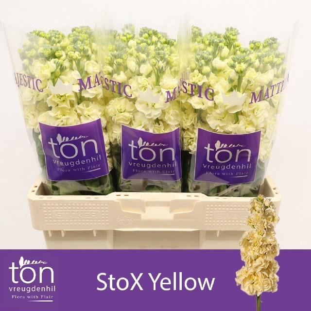 <h4>MATTH STOX YELLOW</h4>