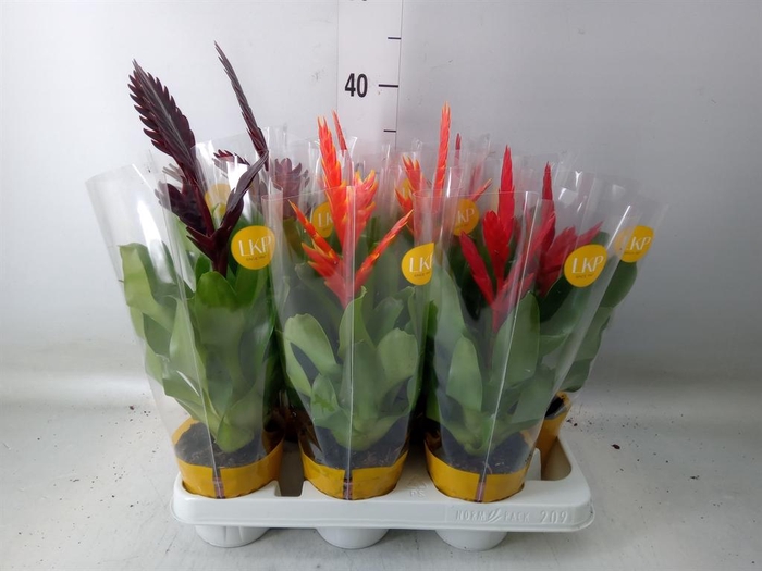 <h4>Vriesea   ...mix</h4>