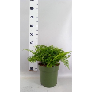 Asplenium  'Parvati'