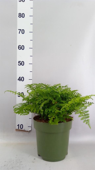 <h4>Asplenium  'Parvati'</h4>