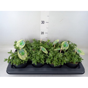 Delosperma echinatum