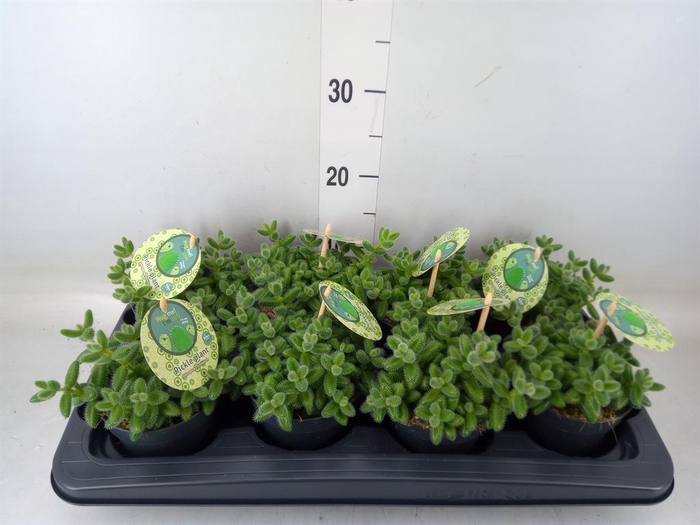 <h4>Delosperma echinatum</h4>